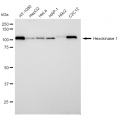 LifeSab™ KD-Validated HXK1 Rabbit mAb (20 μl)