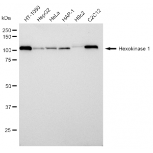 LifeSab™ KD-Validated HXK1 Rabbit mAb (20 μl)