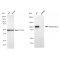 LifeSab™ KD-Validated HXK1 Rabbit mAb (20 μl)