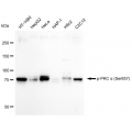 LifeSab™ KD-Validated Phospho-PKC alpha (Ser657) Rabbit mAb (20 μl)