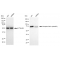 LifeSab™ KD-Validated Phospho-PKC alpha (Ser657) Rabbit mAb (20 μl)