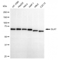 LifeSab™ KD-Validated DLAT Rabbit mAb (20 μl)