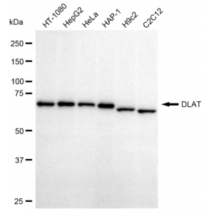 LifeSab™ KD-Validated DLAT Rabbit mAb (20 μl)