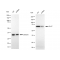 LifeSab™ KD-Validated DLAT Rabbit mAb (20 μl)