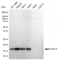 LifeSab™ KD-Validated COXIV Rabbit mAb (20 μl)