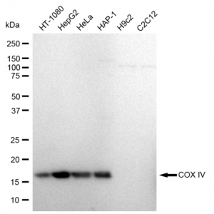 LifeSab™ KD-Validated COXIV Rabbit mAb (20 μl)