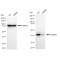 LifeSab™ KD-Validated ALKBH1 Rabbit mAb (20 μl)