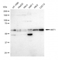 LifeSab™ KD-Validated AKT1 Rabbit mAb (20 μl)