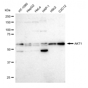 LifeSab™ KD-Validated AKT1 Rabbit mAb (20 μl)