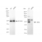 LifeSab™ KD-Validated AKT1 Rabbit mAb (20 μl)