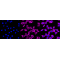 LifeSab™ KD-Validated Fibronectin 1 Rabbit mAb (20 μl)