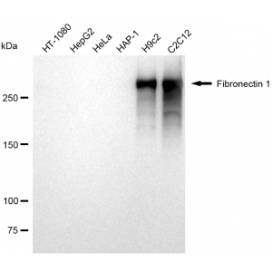 LifeSab™ KD-Validated Fibronectin 1 Rabbit mAb (20 μl)