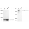 LifeSab™ KD-Validated Fibronectin 1 Rabbit mAb (20 μl)