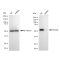 LifeSab™ KD-Validated Smad2 Rabbit mAb (20 μl)