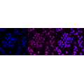 LifeSab™ KD-Validated Bmi1 Rabbit mAb (20 μl)