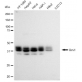 LifeSab™ KD-Validated Bmi1 Rabbit mAb (20 μl)