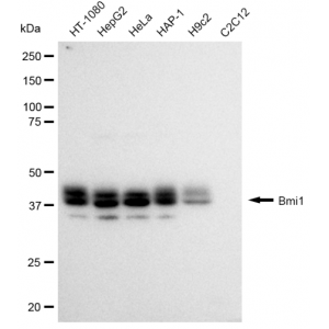 LifeSab™ KD-Validated Bmi1 Rabbit mAb (20 μl)