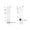 LifeSab™ KD-Validated Bmi1 Rabbit mAb (20 μl)