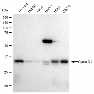 LifeSab™ KD-Validated BCL1 Rabbit mAb (20 μl)