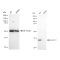 LifeSab™ KD-Validated BCL1 Rabbit mAb (20 μl)