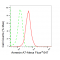 LifeSab™ KD-Validated ANX7 Rabbit mAb (20 μl)