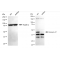 LifeSab™ KD-Validated ANX7 Rabbit mAb (20 μl)