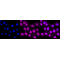 LifeSab™ KD-Validated ANX5 Rabbit mAb (20 μl)