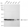 LifeSab™ KD-Validated ANX5 Rabbit mAb (20 μl)