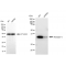 LifeSab™ KD-Validated ANX5 Rabbit mAb (20 μl)