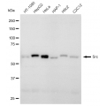 LifeSab™ KD-Validated Src Rabbit mAb (20 μl)