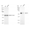 LifeSab™ KD-Validated Src Rabbit mAb (20 μl)