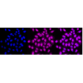 LifeSab™ KD-Validated ERCC1 Rabbit mAb (20 μl)