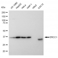 LifeSab™ KD-Validated ERCC1 Rabbit mAb (20 μl)