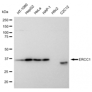 LifeSab™ KD-Validated ERCC1 Rabbit mAb (20 μl)