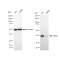 LifeSab™ KD-Validated ERCC1 Rabbit mAb (20 μl)