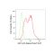 LifeSab™ KD-Validated GC1q R Rabbit mAb (20 μl)