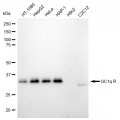 LifeSab™ KD-Validated GC1q R Rabbit mAb (20 μl)