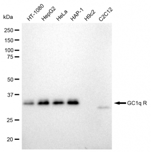 LifeSab™ KD-Validated GC1q R Rabbit mAb (20 μl)