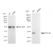 LifeSab™ KD-Validated GC1q R Rabbit mAb (20 μl)