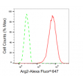 LifeSab™ KD-Validated Arg2 Rabbit mAb (20 μl)