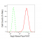 LifeSab™ KD-Validated Arg2 Rabbit mAb (20 μl)