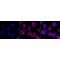 LifeSab™ KD-Validated Arg2 Rabbit mAb (20 μl)