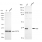 LifeSab™ KD-Validated Arg2 Rabbit mAb (20 μl)