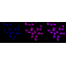 LifeSab™ KD-Validated CRKII Rabbit mAb (20 μl)