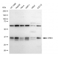 LifeSab™ KD-Validated CRKII Rabbit mAb (20 μl)