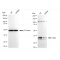 LifeSab™ KD-Validated CRKII Rabbit mAb (20 μl)