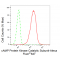 LifeSab™ KD-Validated PKACA Rabbit mAb (20 μl)