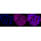 LifeSab™ KD-Validated RRM1 Rabbit mAb (20 μl)