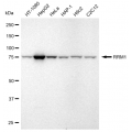 LifeSab™ KD-Validated RRM1 Rabbit mAb (20 μl)