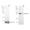 LifeSab™ KD-Validated RRM1 Rabbit mAb (20 μl)